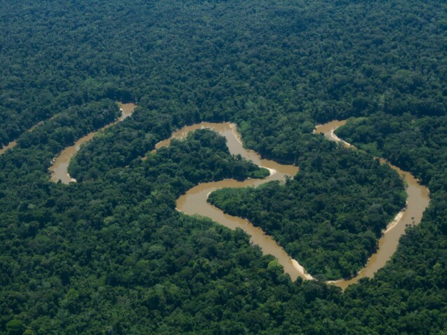 Foto-Bosque